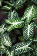 Xanthosoma Magnificum