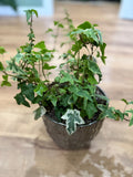 Wonderful Ivy