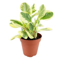 Peperomia Obtusifolia Variegated