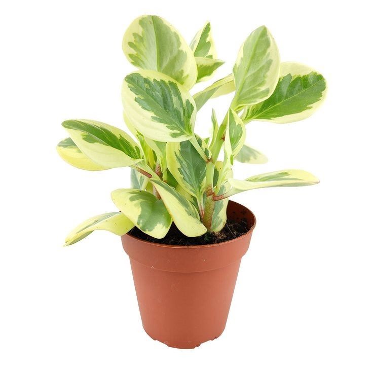 Peperomia Obtusifolia Variegated