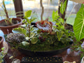 Living Centerpiece