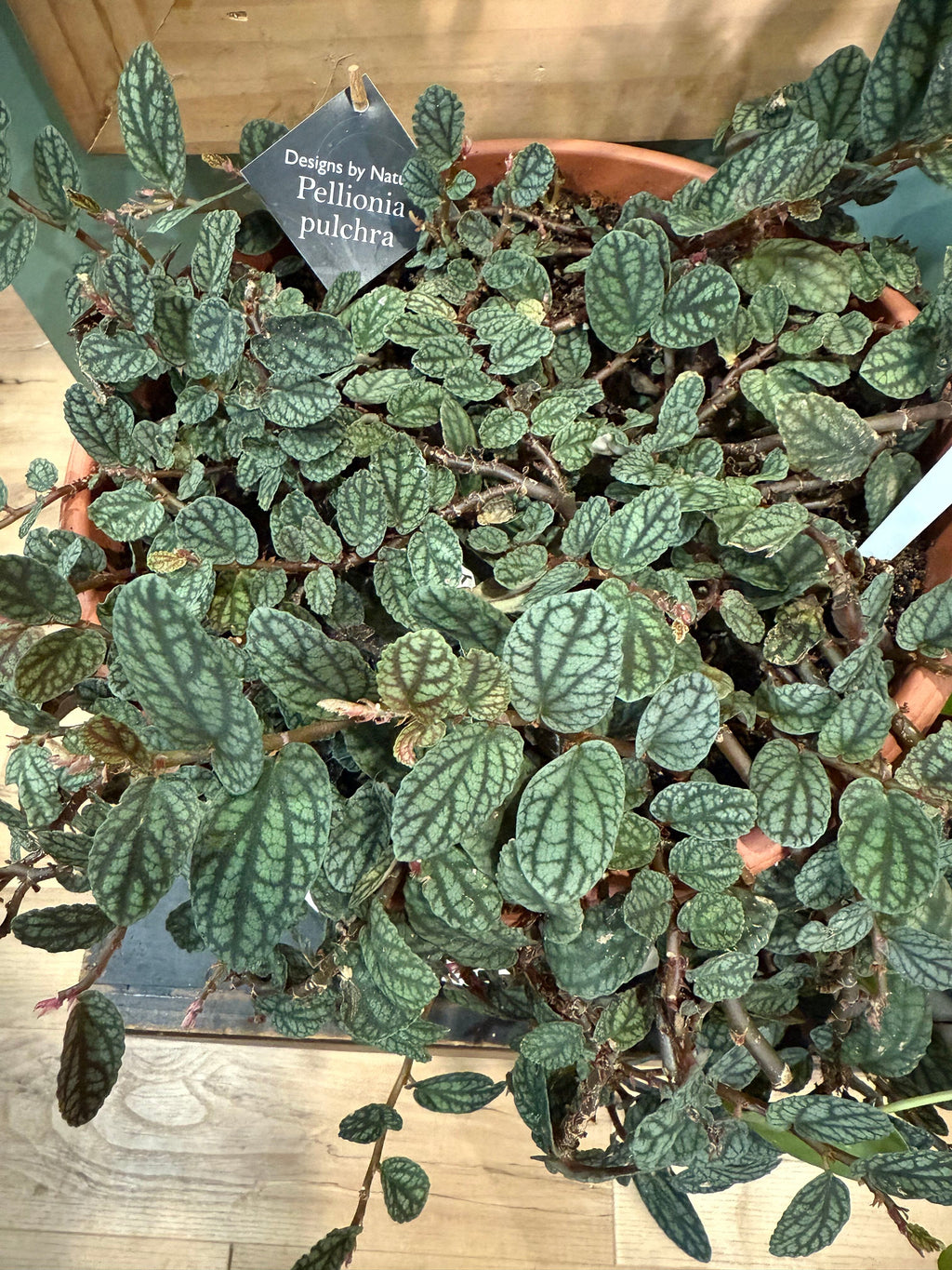 Pellionia pulchra