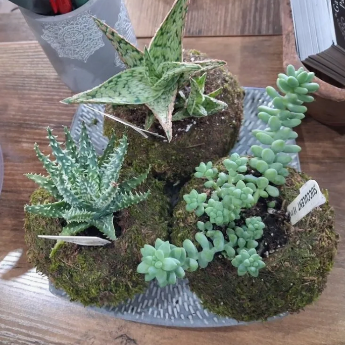 Wine & Succulent combo gift