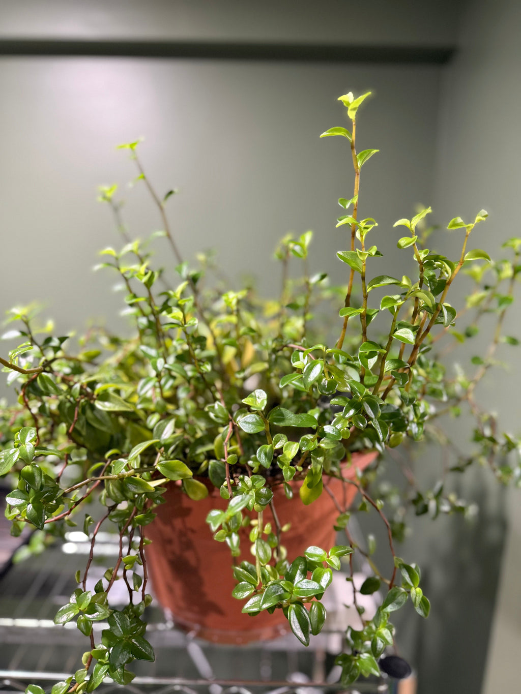 Peperomia cubensis
