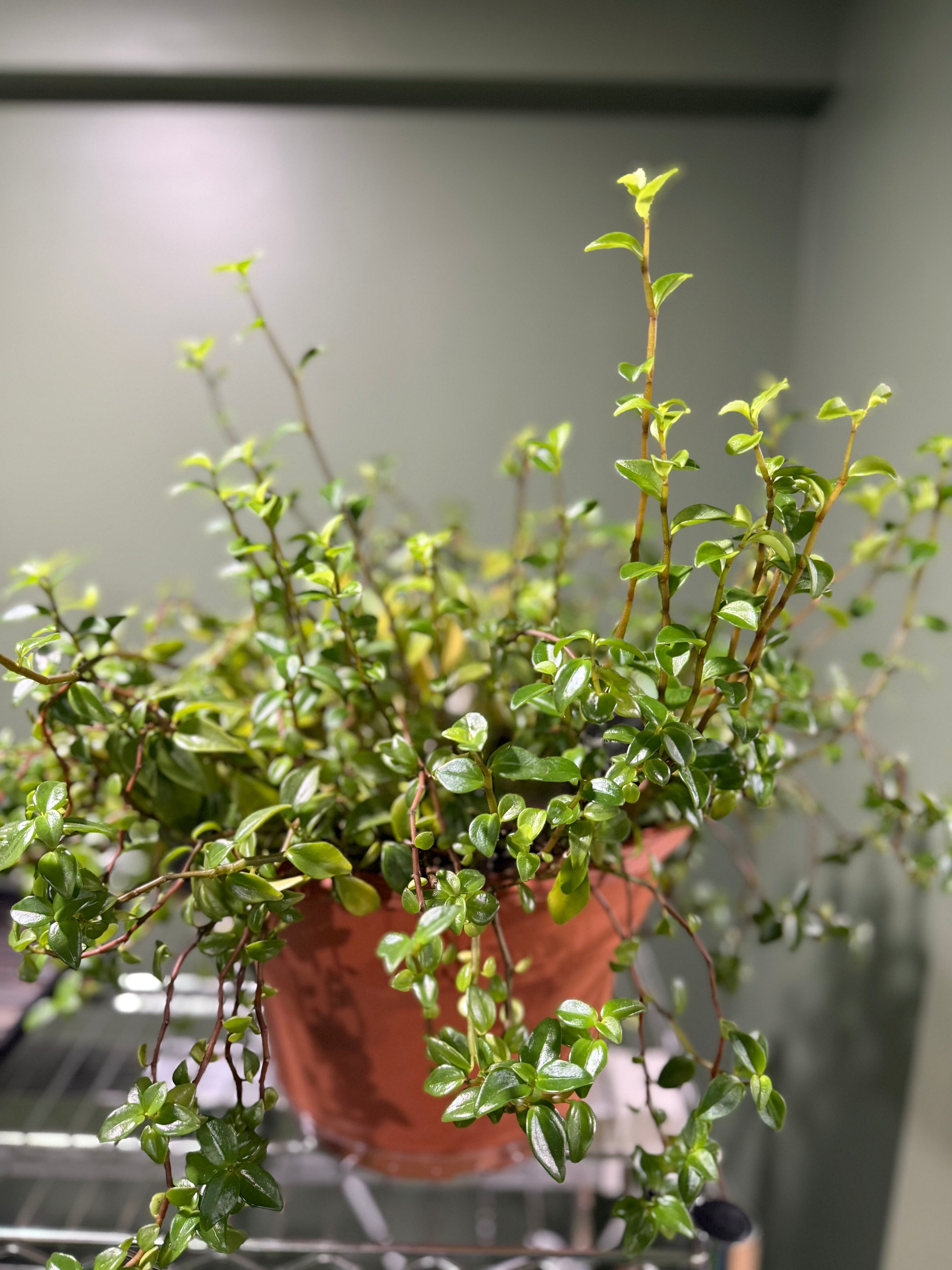 Peperomia cubensis