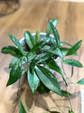Hoya pubicalyx 'Splash'