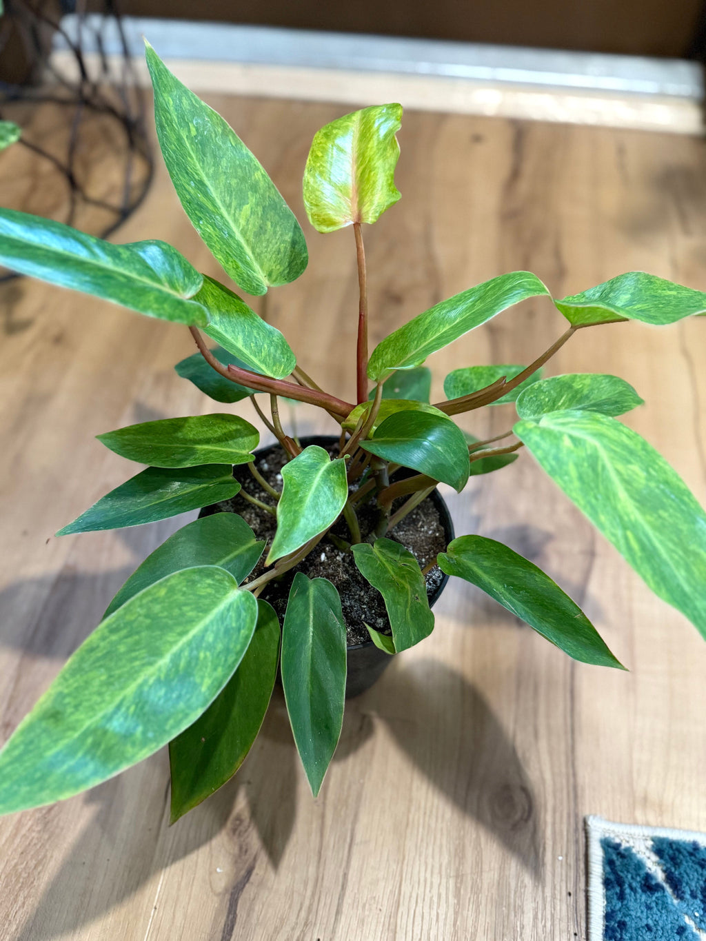 Philodendron Painted Lady