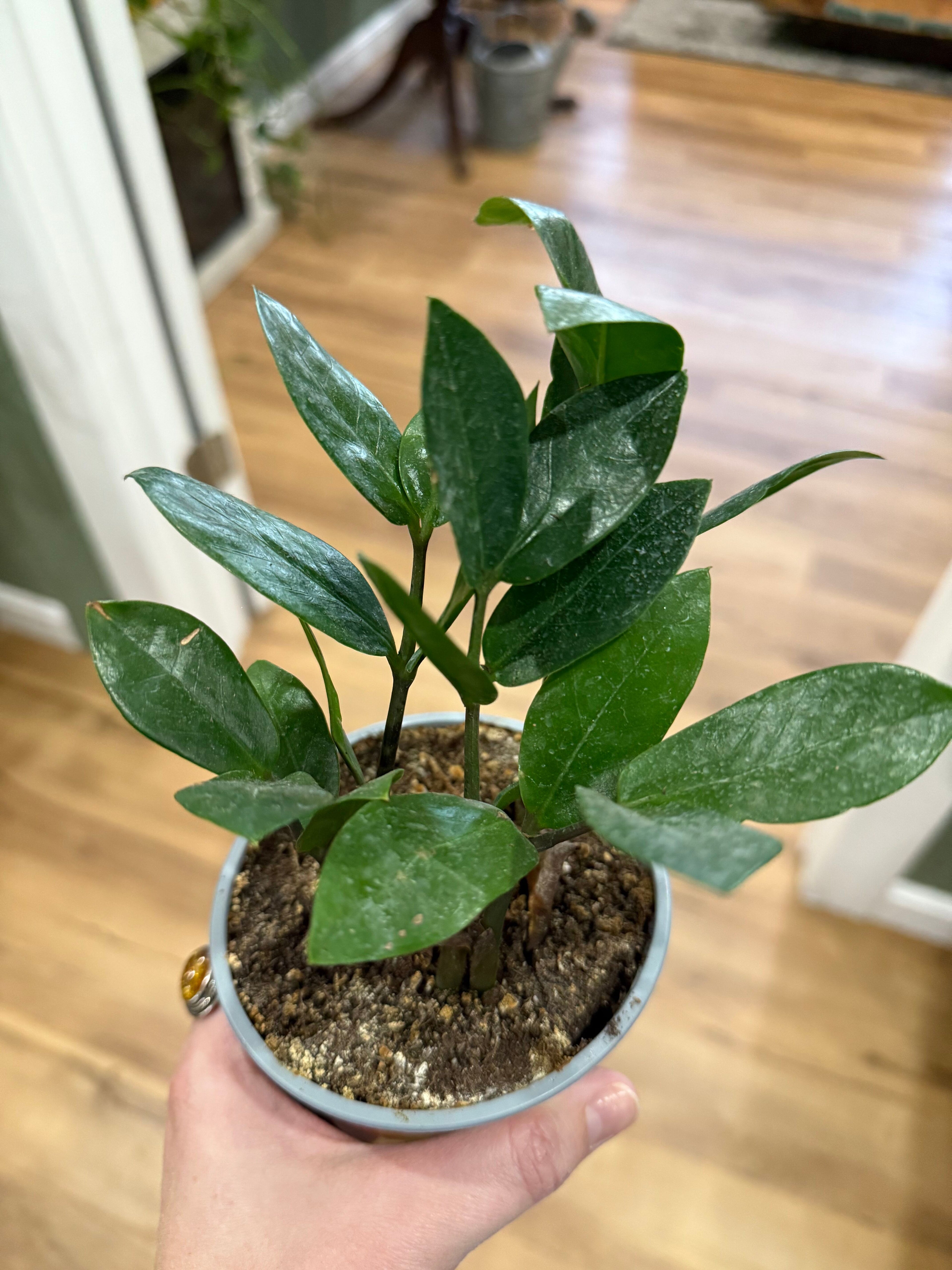 ZZ Plant