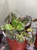 Maxi Besar Bi-color pink white (African Violet)