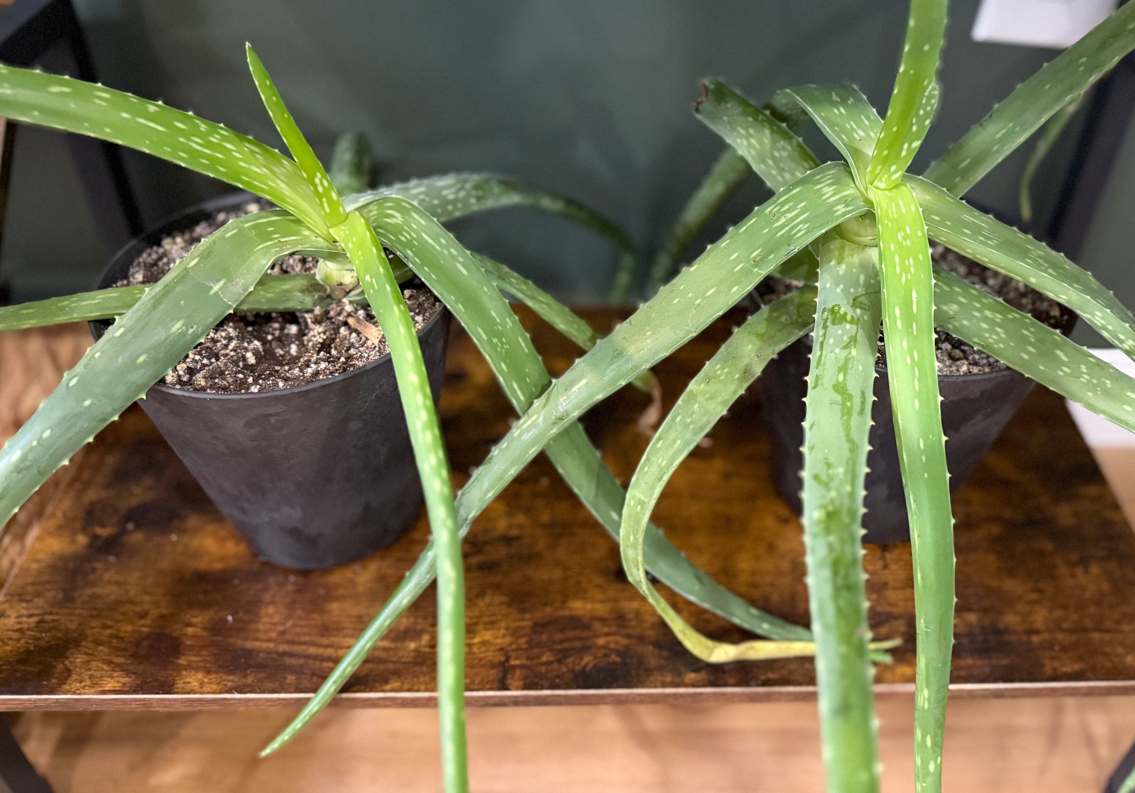 Aloe
