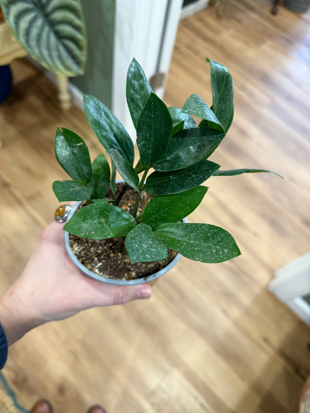 ZZ Plant