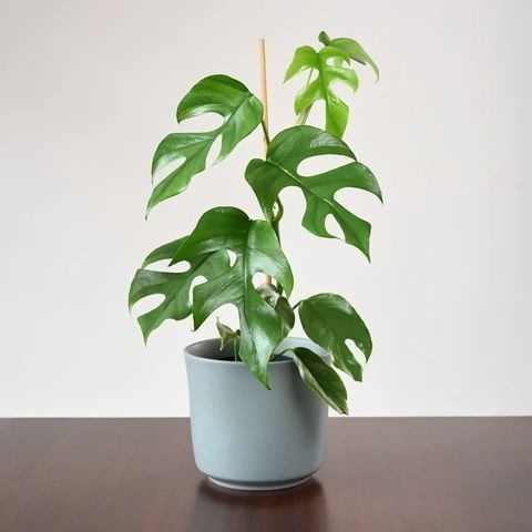 Rhaphiadora Tetrasperma
