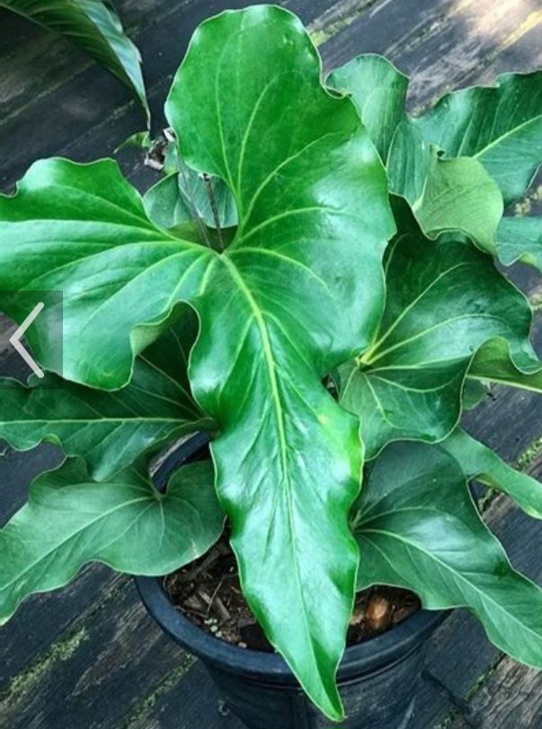 Anthurium Brownii