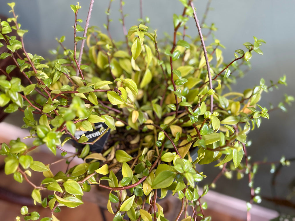 Peperomia cubensis