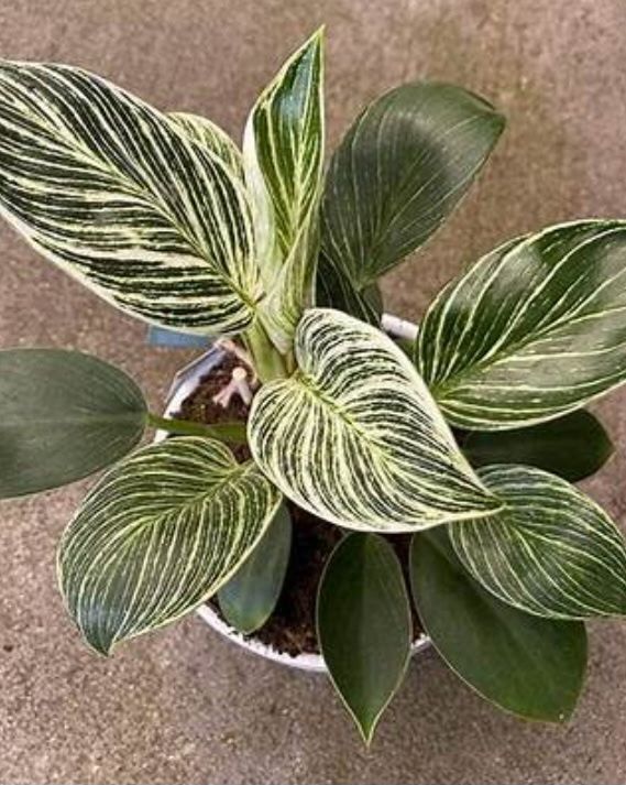 Birken Philodendron