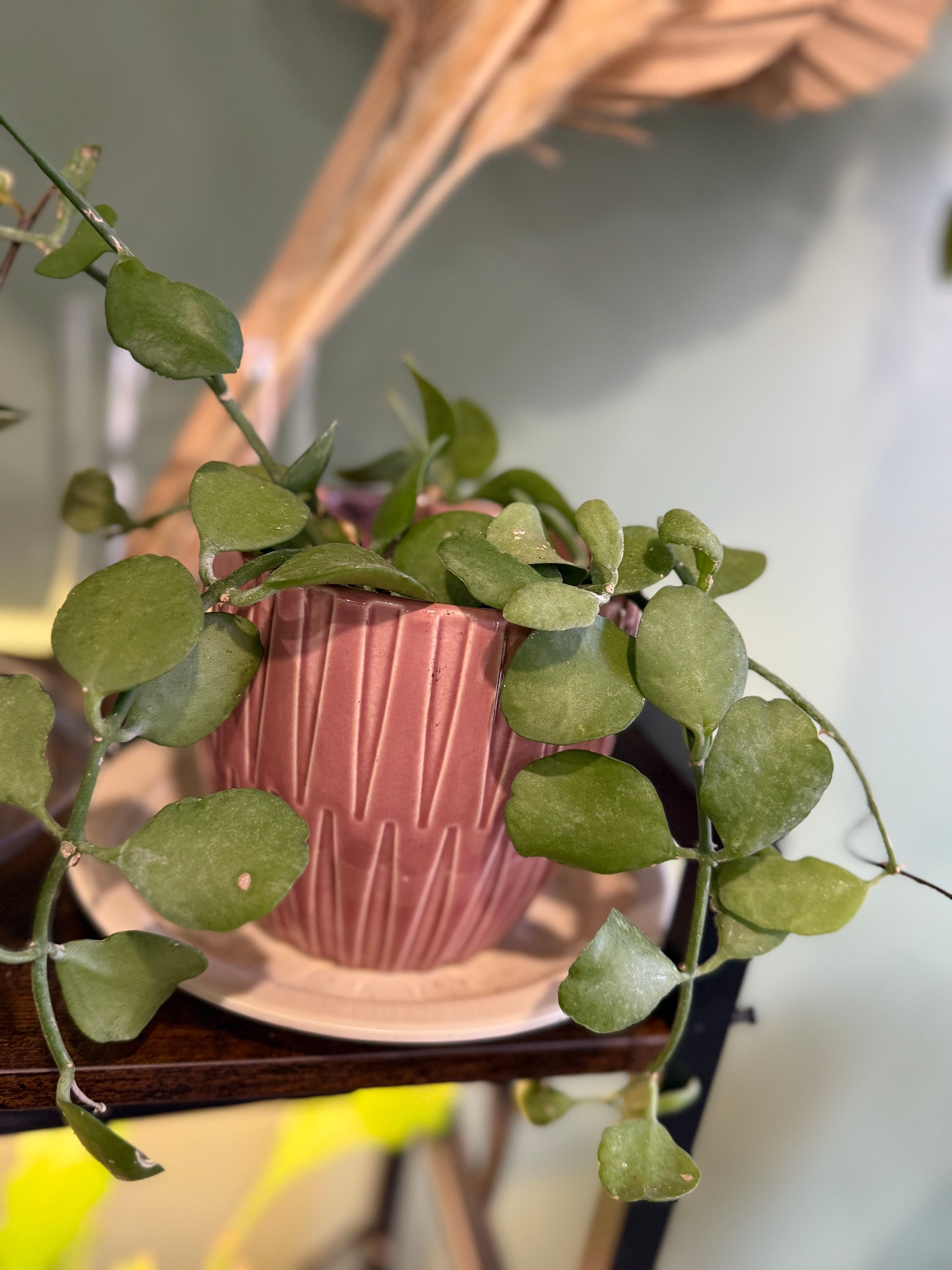 Dischidia 'Apple'