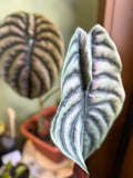 Alocasia Red Secret