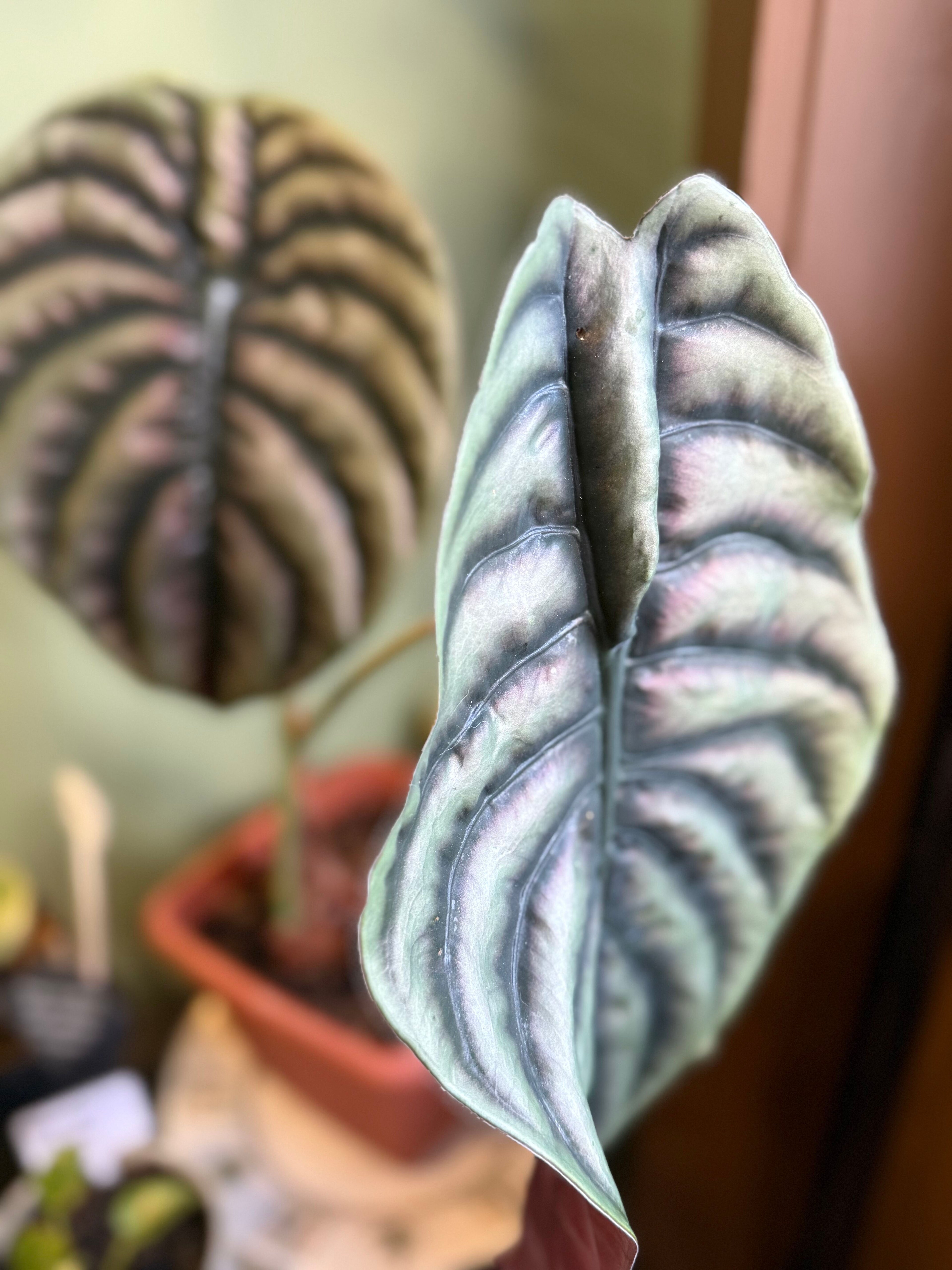 Alocasia Red Secret